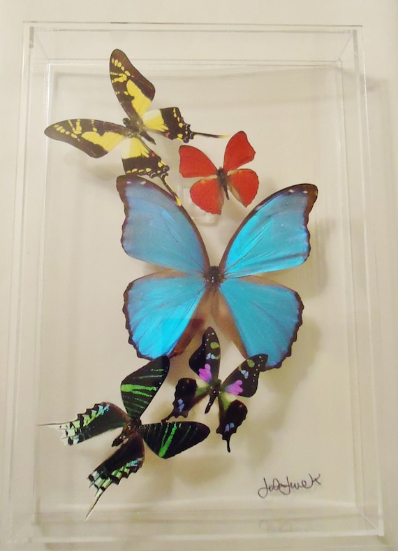 butterfly display framed butterflies mounted butterflies