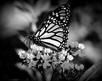 monarch butterfly in black and white