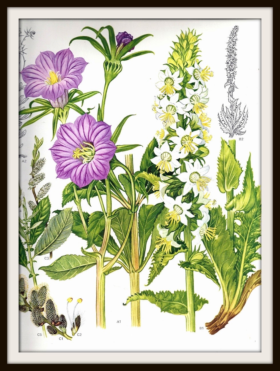 Wildflower Botanical Print 27 1970: Frameable Wall Art
