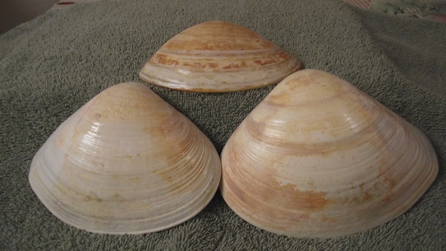 3 large Pismo clam shells by RobynsBeachDreams on Etsy