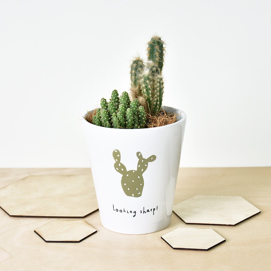 Looking Sharp Cactus  Plant Pot  Cactus  Print Cactus  Pot 