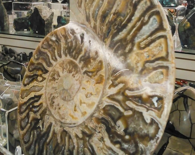 Ammonite Fossil Pair- You get BOTH 18" x 16" from Morocco- Ammonite \ Fossil \ Ammonites \ Dinosaur \ Home Decor \ Fossil Collection \ Stone