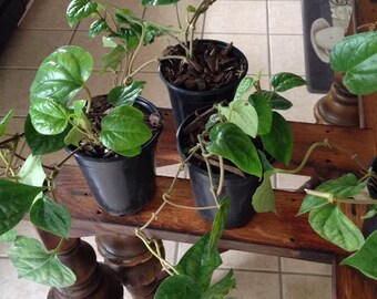 2 Live Chewing Betel Leaf Vine / Piper Betle Plant Cay Trau 5 To 9 Inches -m53