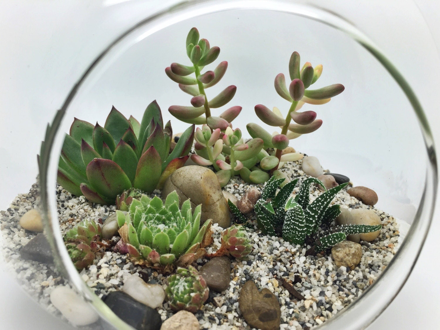 Succulent Sands Terrarium Succulent DIY Terrarium Kit