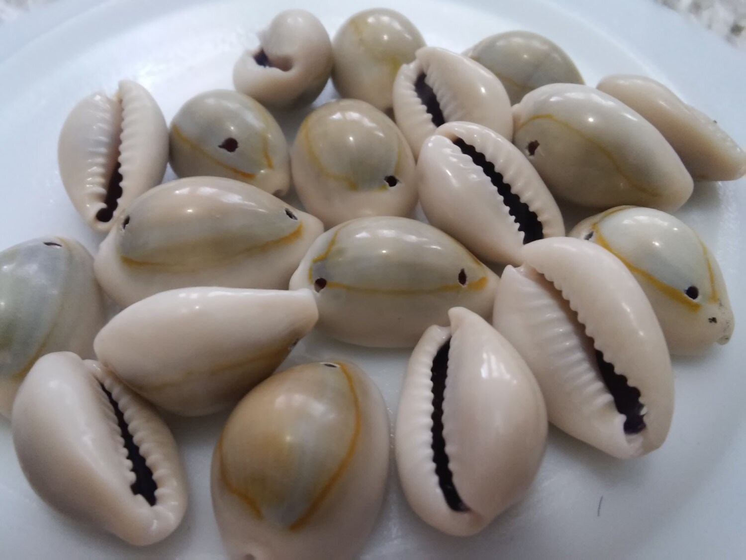 10x Large Cowrie Sea Shell beads Cowry Shell beads Cauri