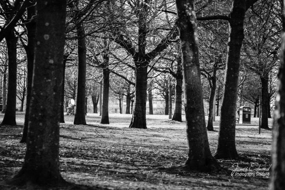 Glasgow, Glasgow Photography, Nature Photography, Black and White, Scotland, Scottish, Wall Art, Wall Decor, City Photography, Park, Trees
