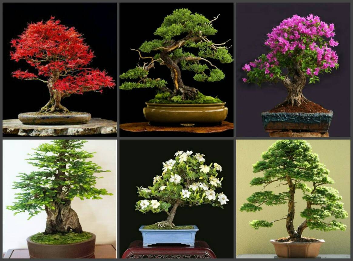 Collection of premium Bonsai Tree seed. Consist of by bloomyHOME