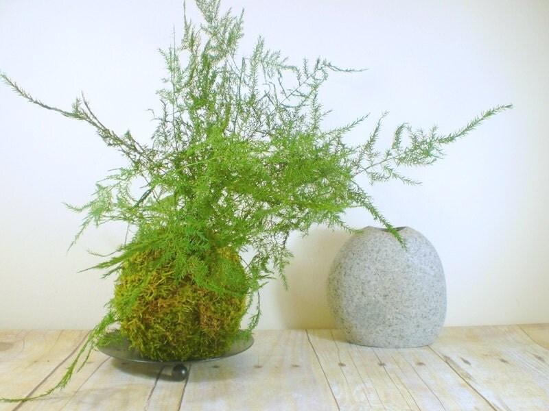 Asparagus Fern Kokedama Preserved Plant by TrinketsAndWords
