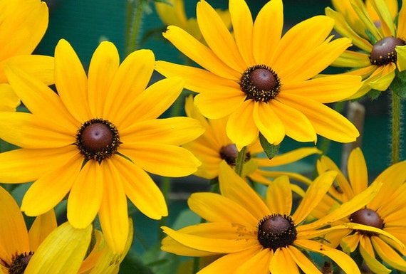 Items similar to Black-Eyed Susan Goldstrum~~Plant / 3~ plants SALE on Etsy