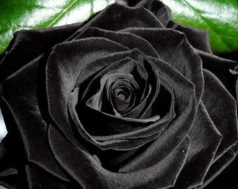 30 Black Rose Hybrid, Rare Rose Seeds, Fresh Exotic Dark Rose, Flower Seeds,Perennial,Growing Roses from Seeds,Planting Rose