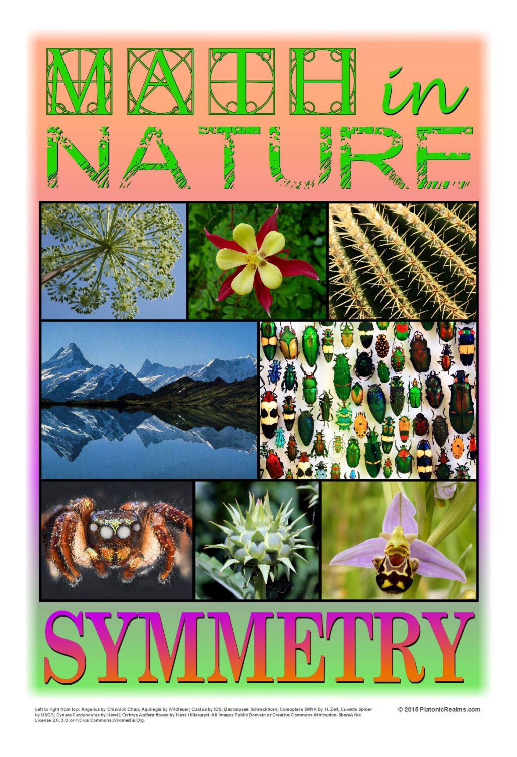 Math in Nature Symmetry by PlatonicRealms on Etsy