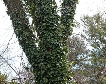 LIVE plant Hedera Helix Baltica (Ivy) very cold hardy evergreen climber up to 20ft (6m) high (-28C (-20F))