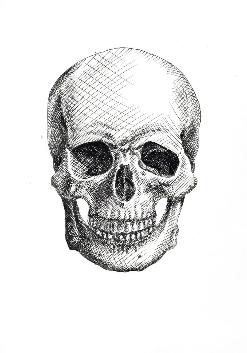 human skull line drawing