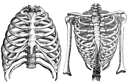 human ribs clipart - photo #23