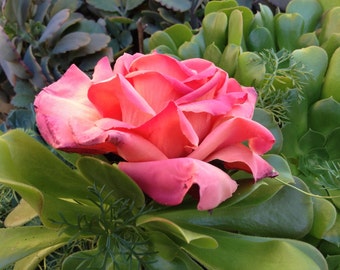 Natural Pink Rose Flower Hair Clip