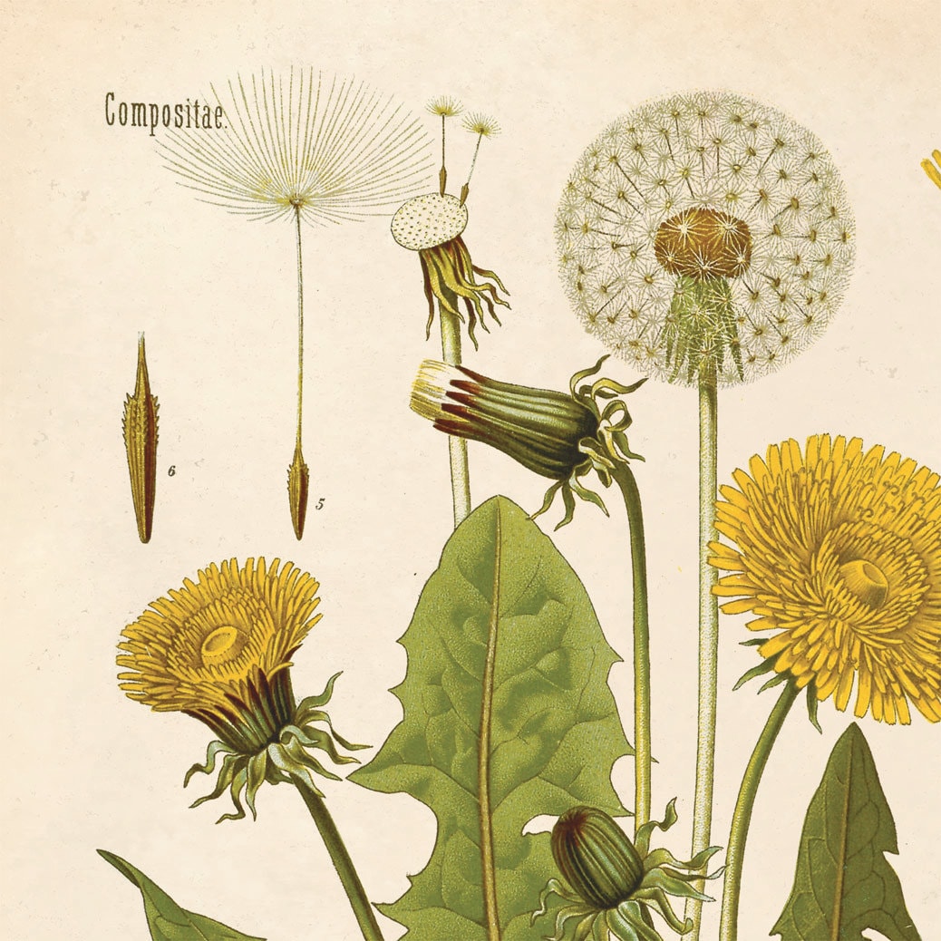 Dandelion Flower Print Vintage Reproduction Poster Botanical