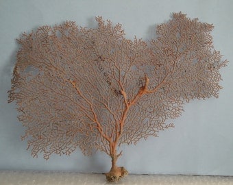 14.6" x 11" Natural Red Color Sea Fan Seashells Reef Coral