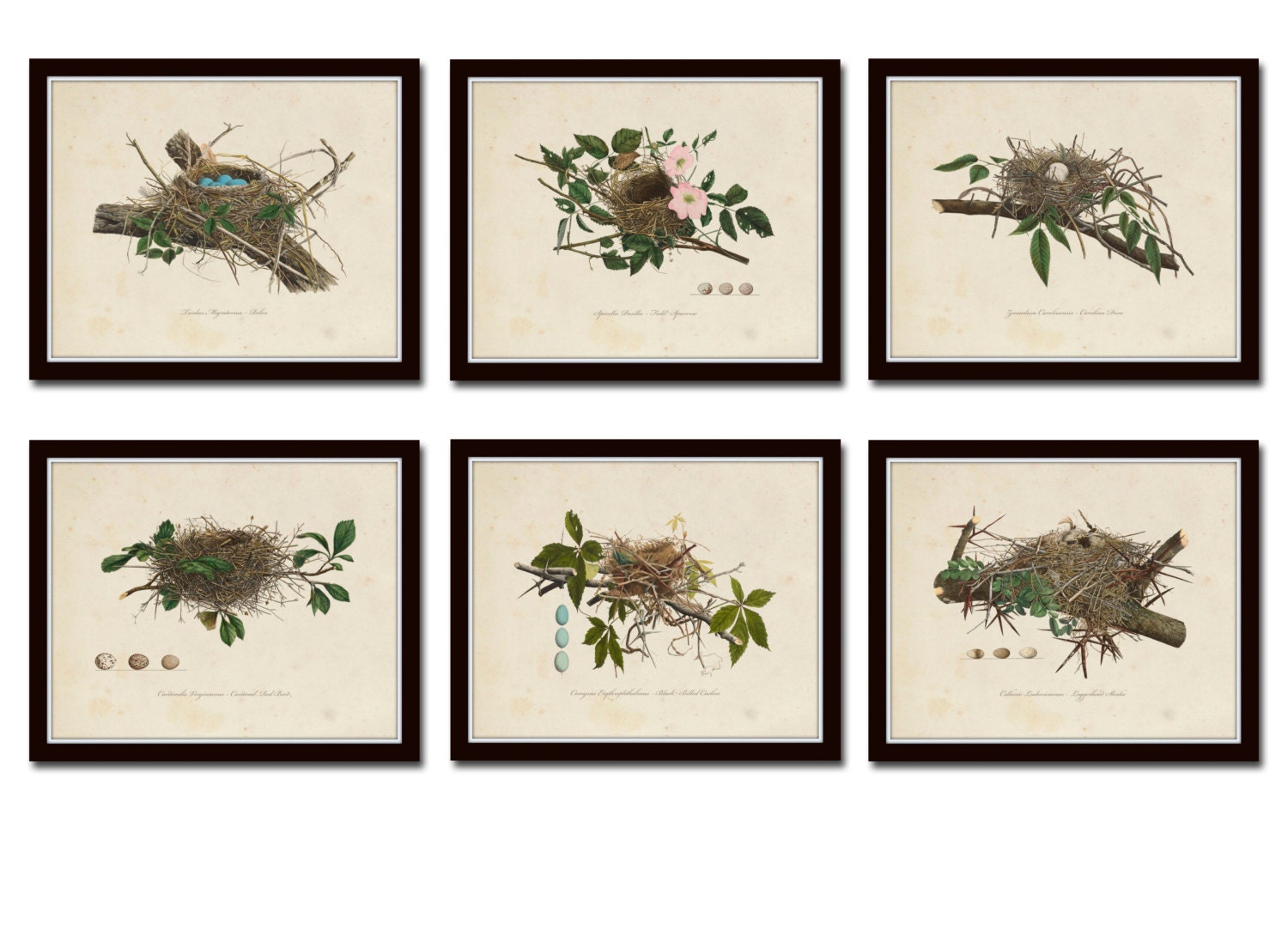 Vintage Bird Nests Print Set No. 1 Art Prints Vintage Birds