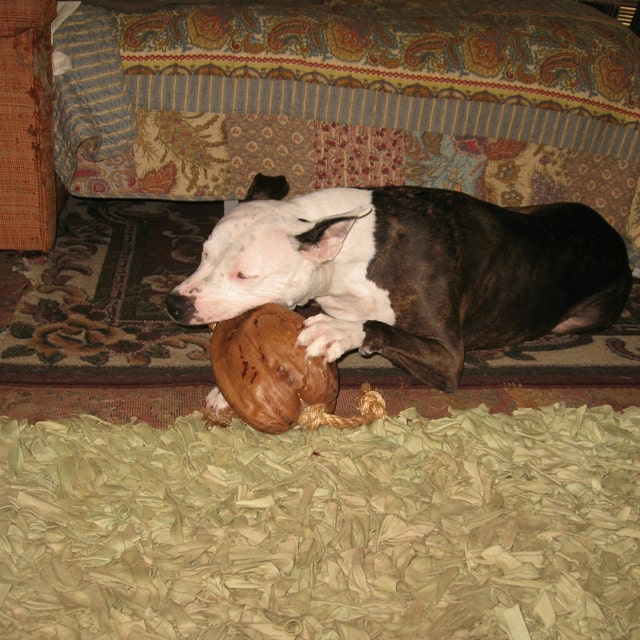 Coconut Dog Toy by on Etsy