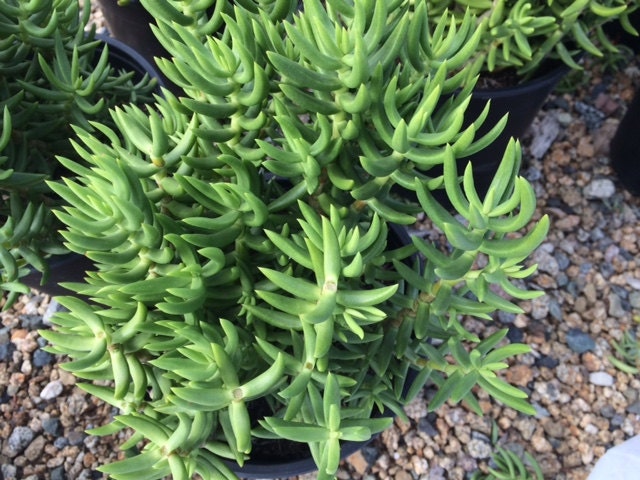 Mature Succulent Plant Mini Pine Tree. Beautiful, rich green coloring ...