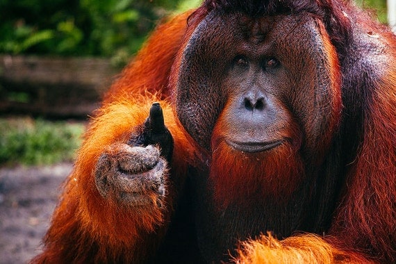 Orangutan 'Thumbs Up' in Borneo Wildlife Photography