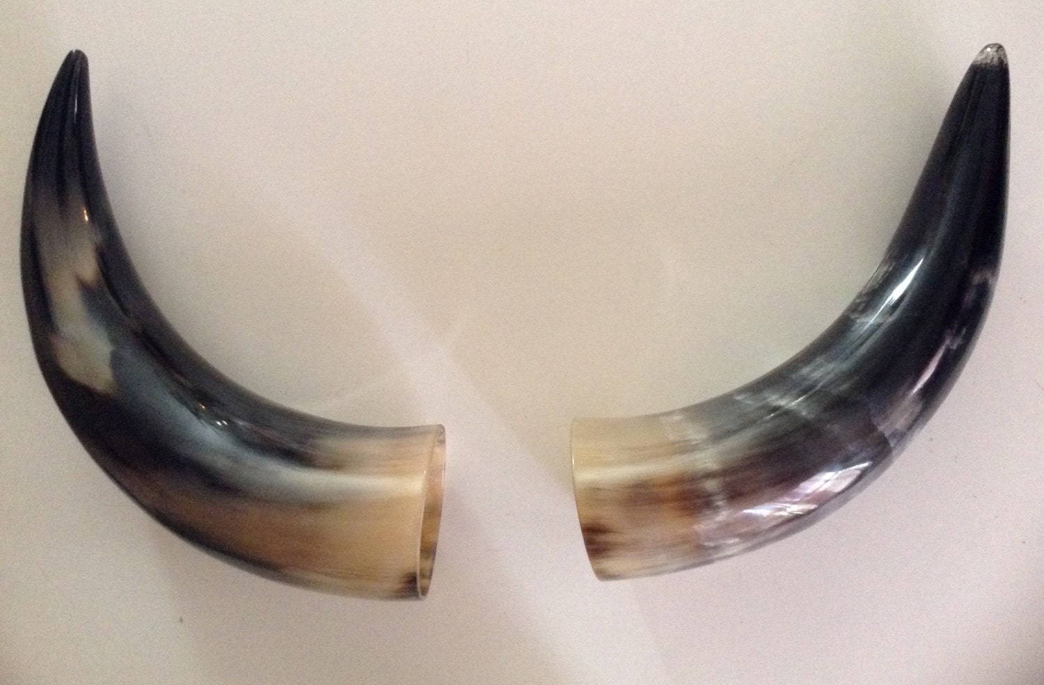 1 Set of Polished Bull Horns the Length along the by AcapulcoJoes