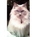 dollyrice1