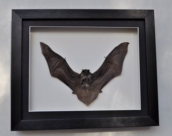 Real bat skeleton with case and base Christmas Gift