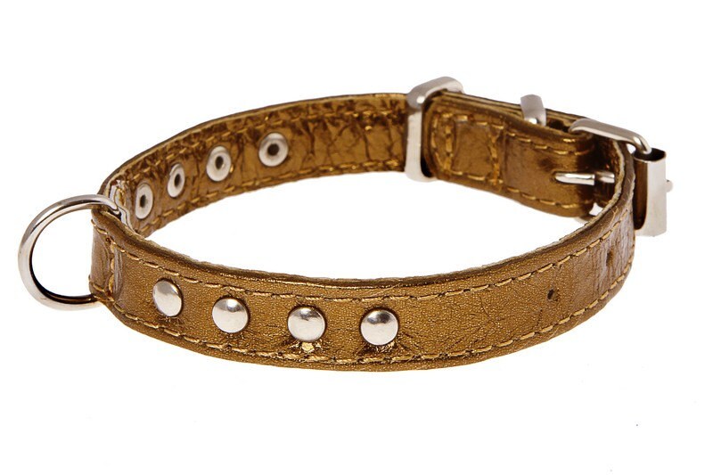 Studded Leather Dog Collar Gold Silver Bronze Brass Platinum
