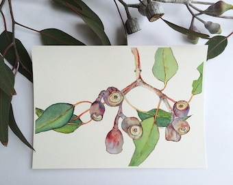 Botanical print of Eucalyptus branch - horizontal wall art print A4 - Australian native gum tree branch with gumnuts - living room art
