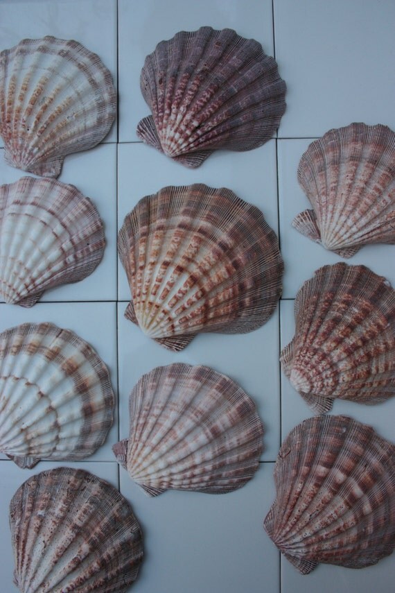 Giant Natural Lion Paw Scallop Natural 12.5cm Ideal