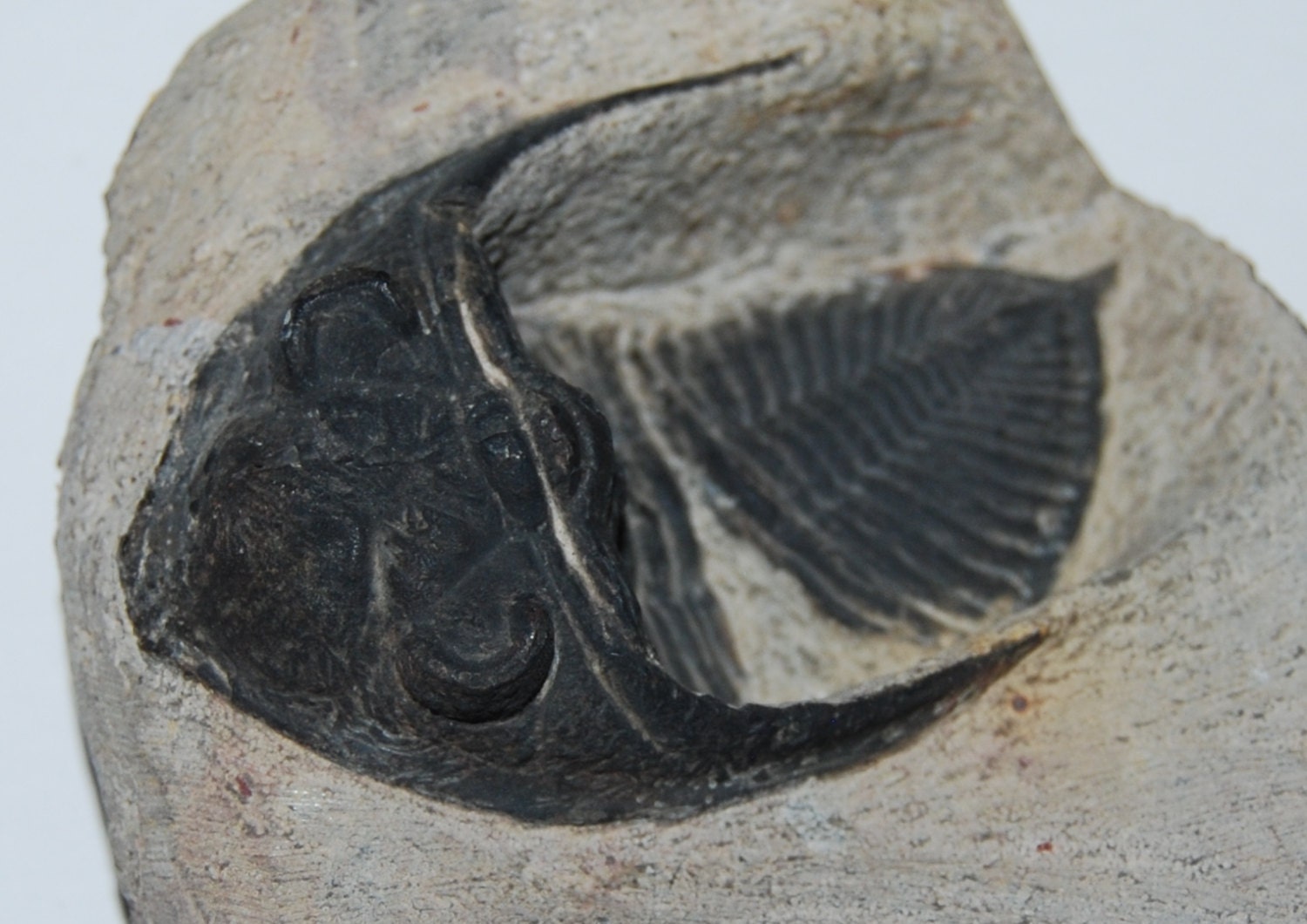 Odontochile Trilobite Fossil Morocco 350 Million Years Old