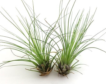 Filifolia tillandsia airplant air plant