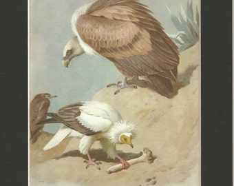 beautiful vintage 1970s egyptian vulture and griffon vulture bookplate watercolour print by thorburn .