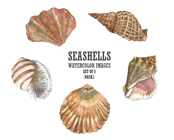 Download Watercolor seashell clip art Nautical clip art Digital