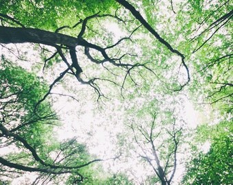 Canopy, Trees, Nature Photography, Woodland Landscape, Wall Art, Home Decor