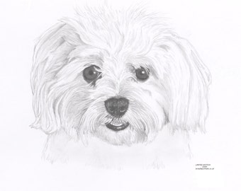 MALTESE dog Limited Edition art drawing print signed by UK artist