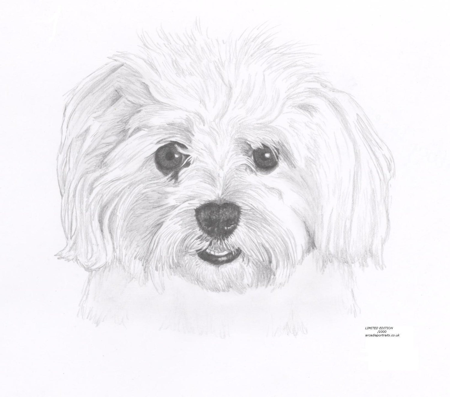 MALTESE dog Limited Edition art drawing print signed by UK