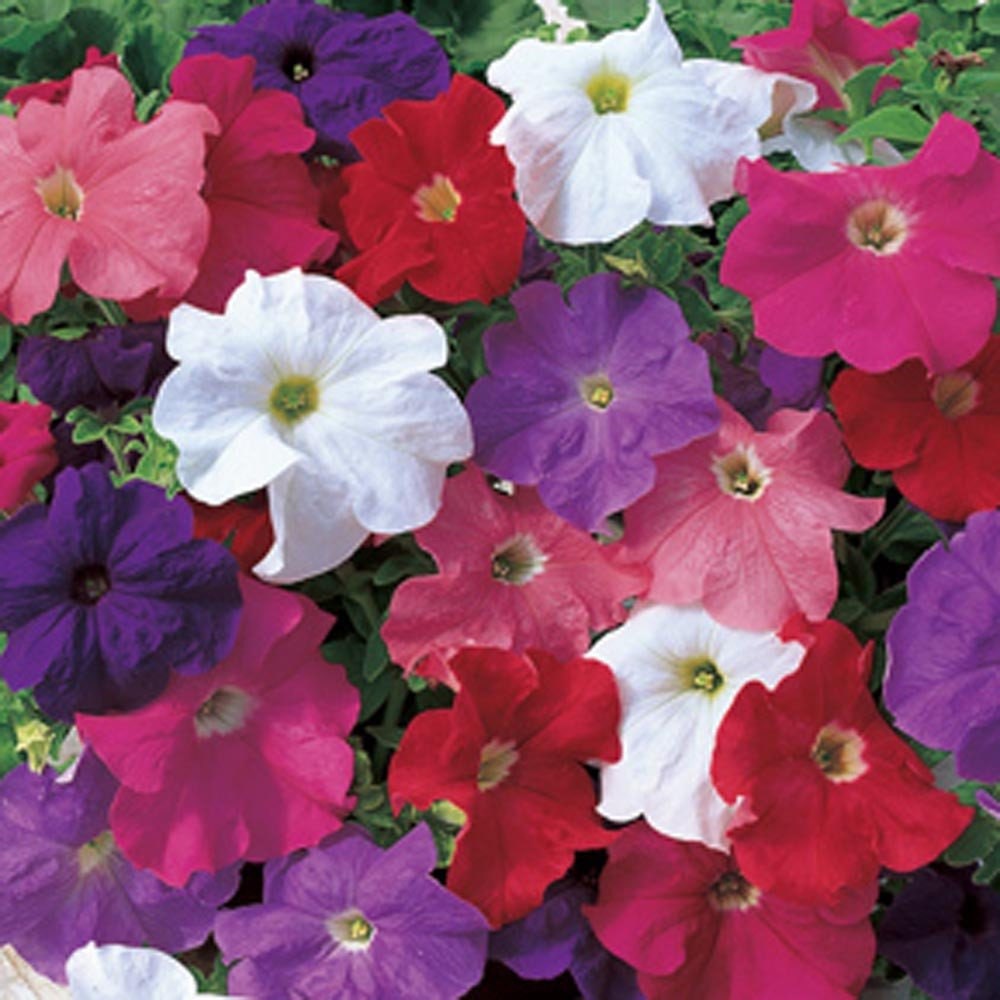 Flower Seeds For Sale Petunia Seeds Tritunia Mix 1,000 Pelleted Seeds ...