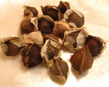 Moringa Seeds (Moringa Oleifera) 10 Fresh Rare Orga Produktbild-Vorschau 5