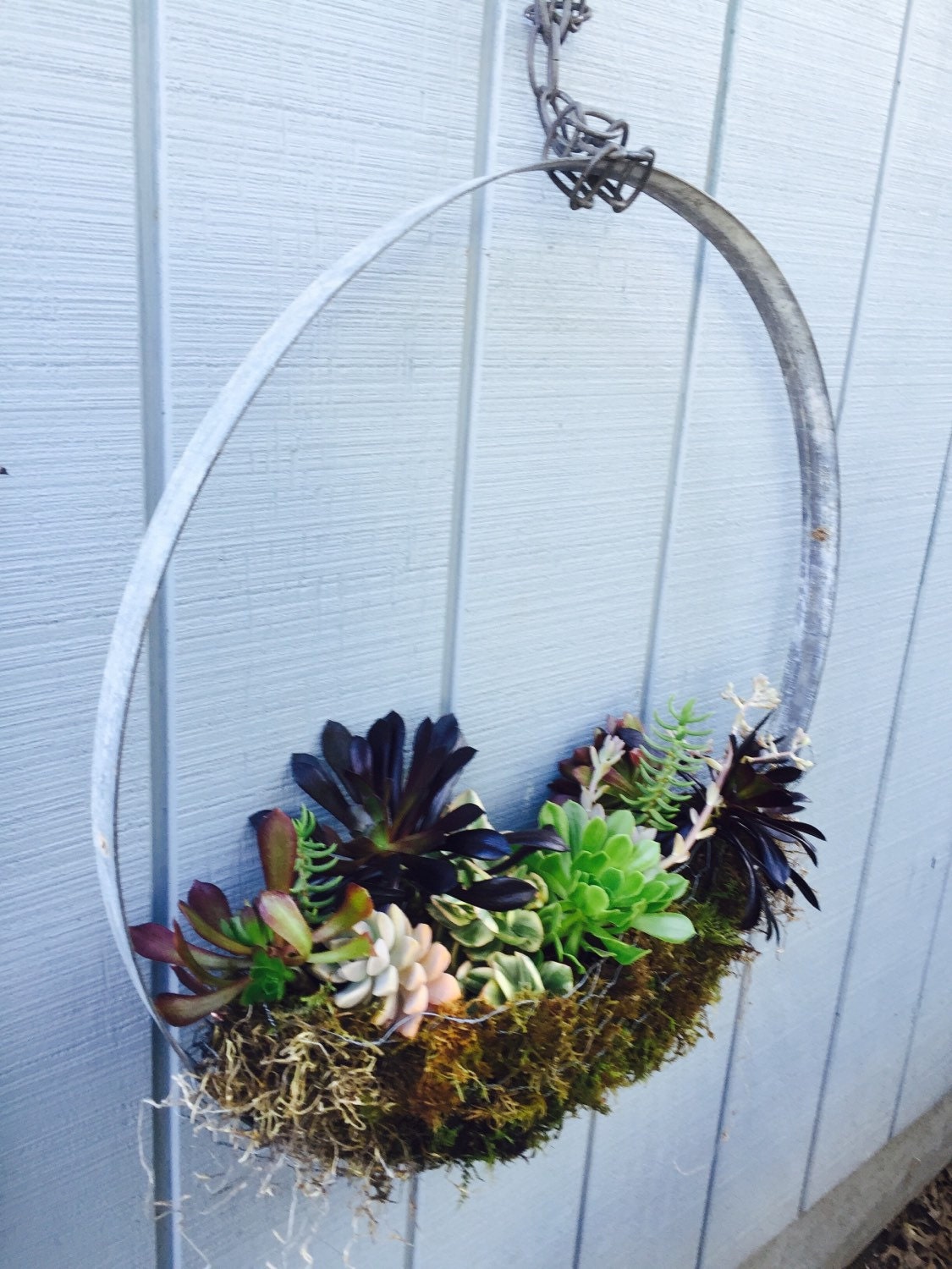 REPURPOSED wine barrel ring SUCCULENT hanger and display.