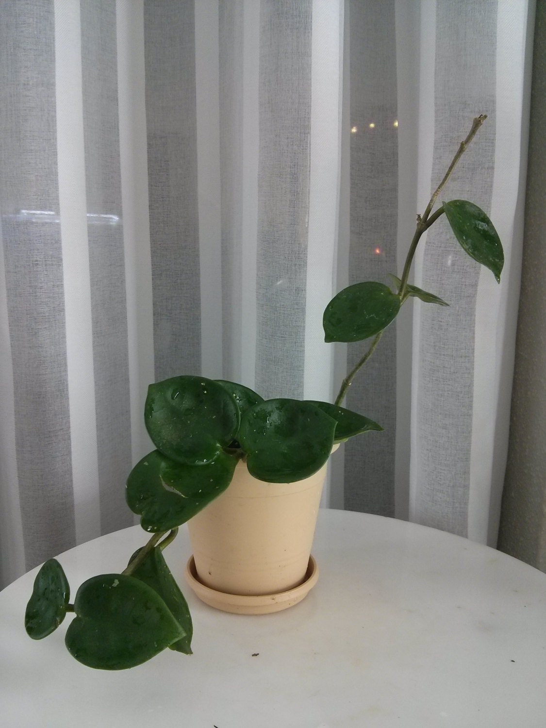 Hoya Chelsea in 4'' Pot Rare Succulent & Orchid