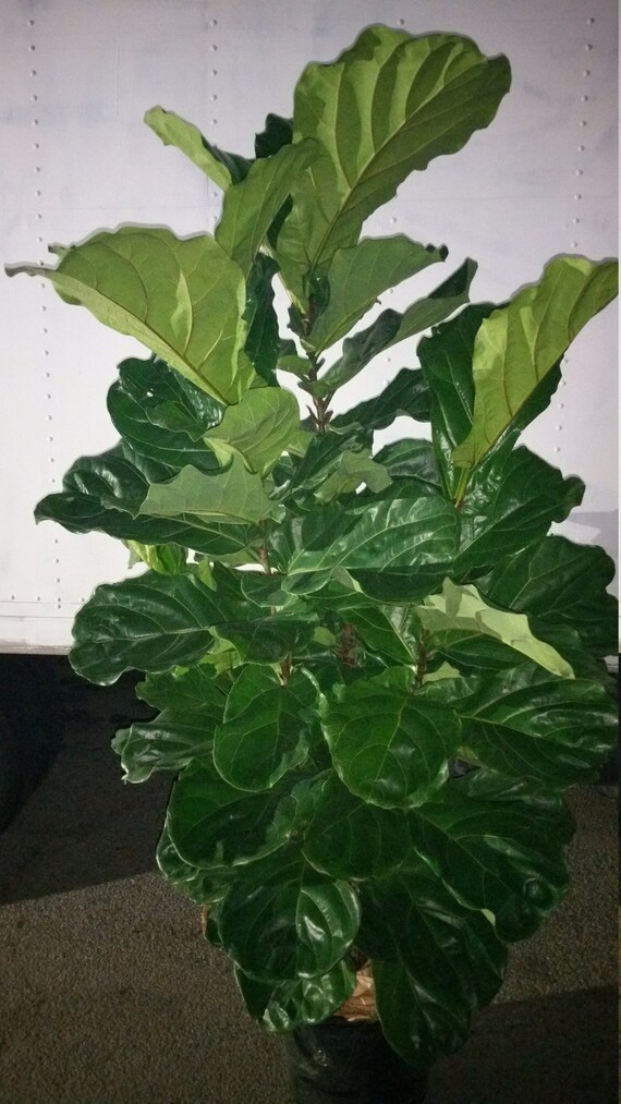 How To Care For A Ficus Lyrata Fiddle Leaf Fig Indoor