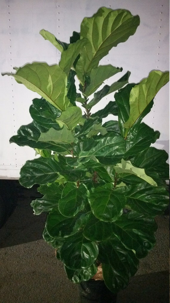 How To Care For A Ficus Lyrata Fiddle Leaf Fig Indoor