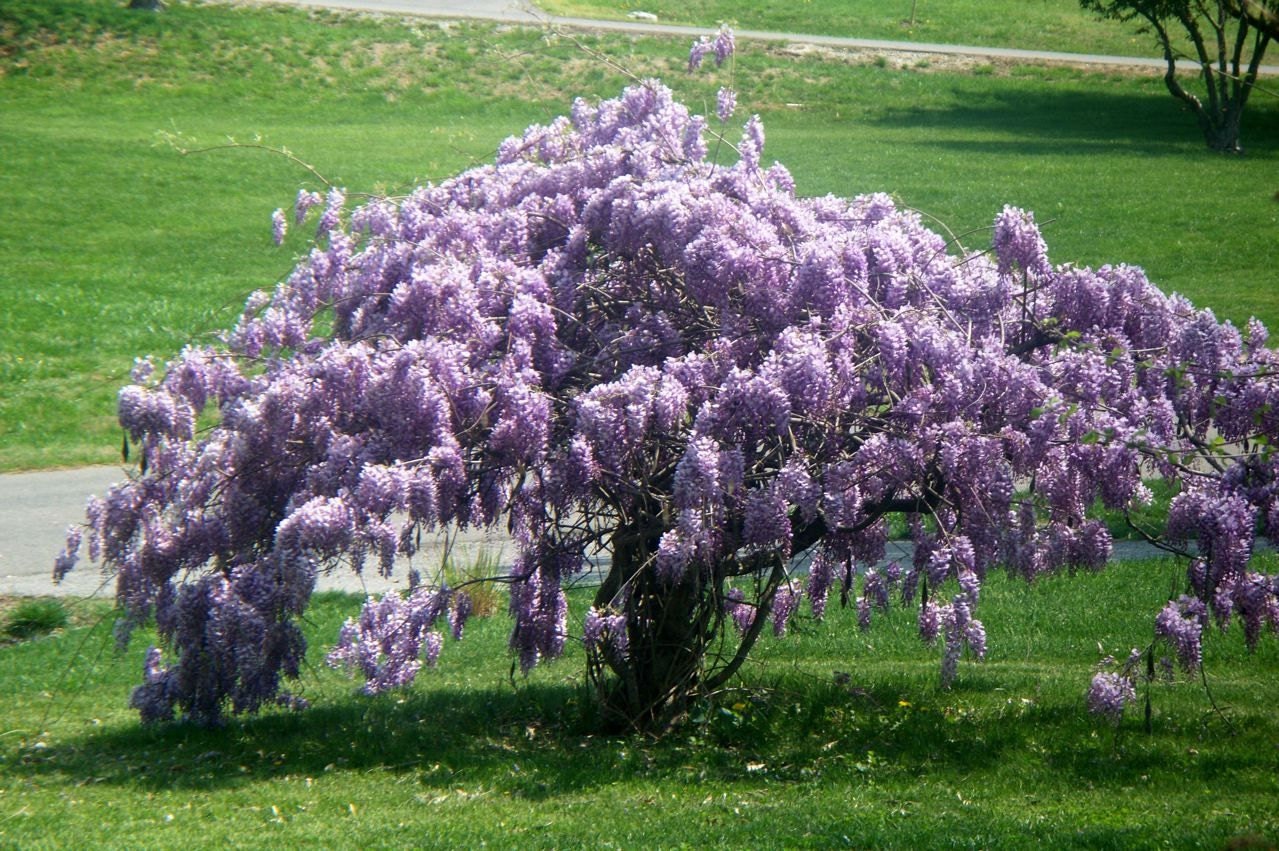 Blue Wisteria 3 pack 2.5 Potted Plant 10