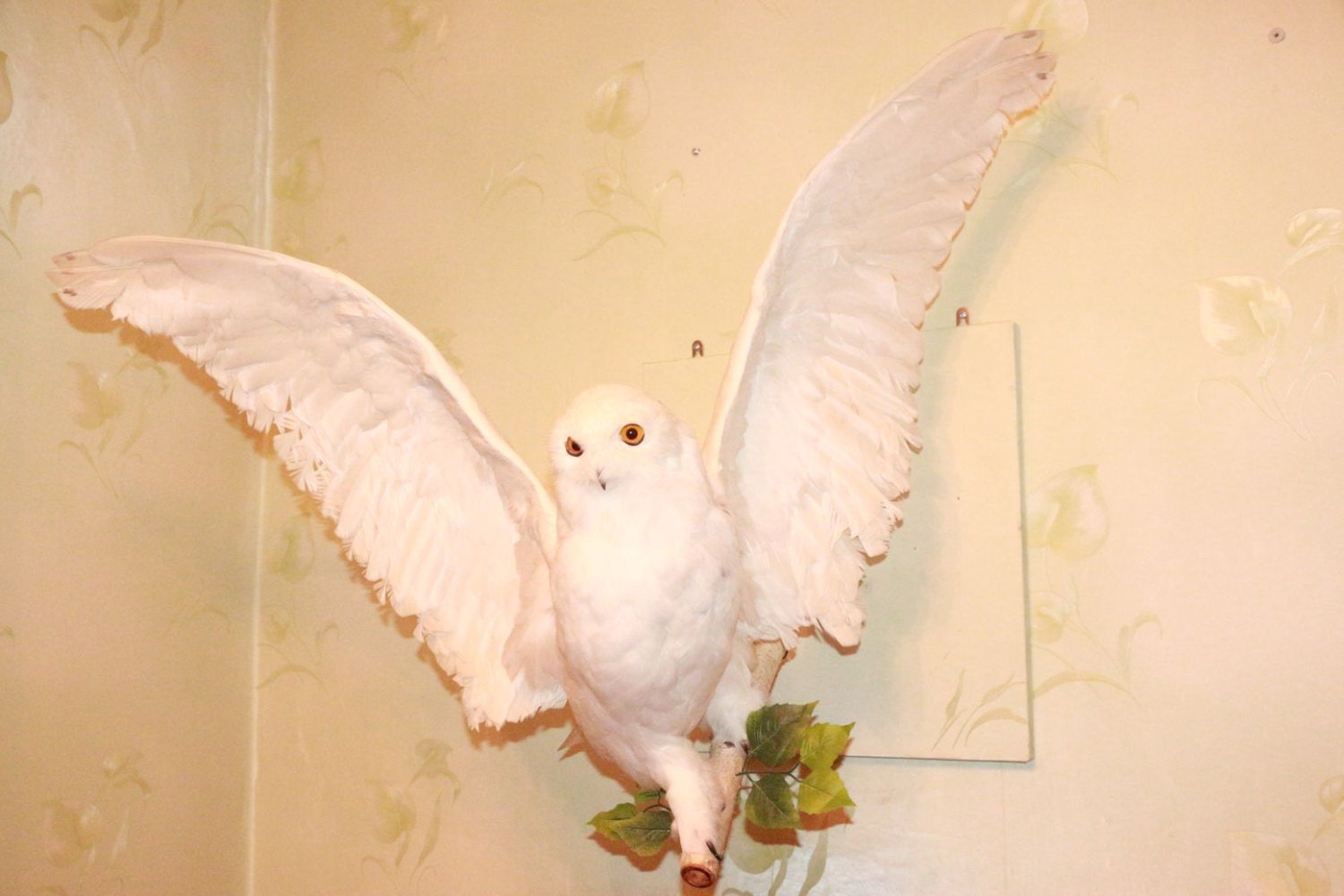 snowy owl taxidermy