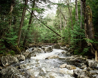 River - River Photo - Forest - Forest Photo - Riverside - Landscape Prints - Digital Photo - Digital Download - Instant Download - Wall Art