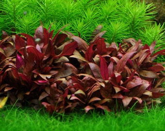 Alternanthera Reineckii Mini aquarium planted tank freshwater live plant water terrarium bonsai garden