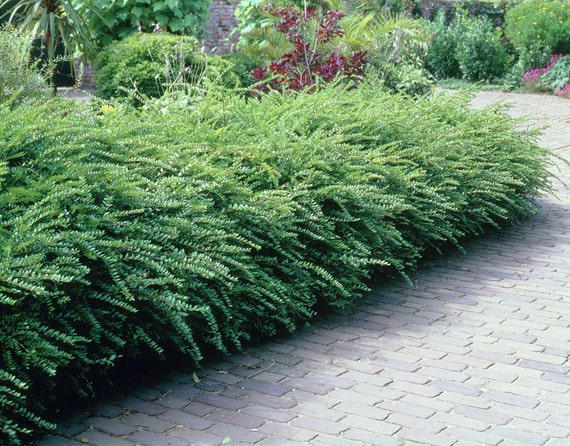 LIVE evergreen shrub Lonicera nitida Boxleaf Honeysuckle