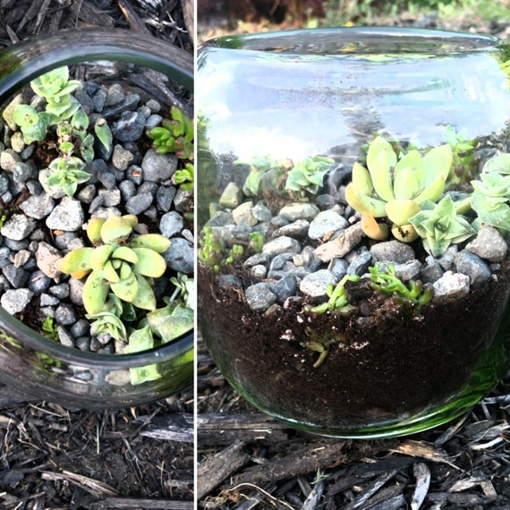 Homemade Terrarium by StarGoddessBoutique on Etsy